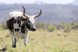 Nguni Cow full frame