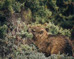 Dassie / Rock Hyrax